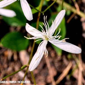 Clematis flammula