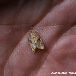 Clepsis trivia