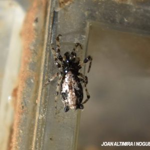 Cyclosa insulana