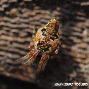 Cyclosa sierrae