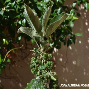 Dasineura mali