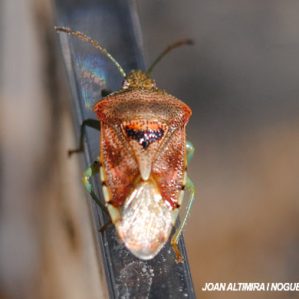 Elasmucha grisea,