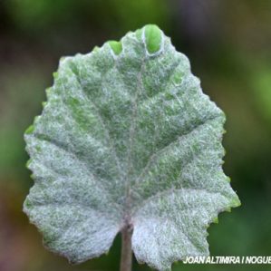 Erysiphe tussilaginis. (Pat)
