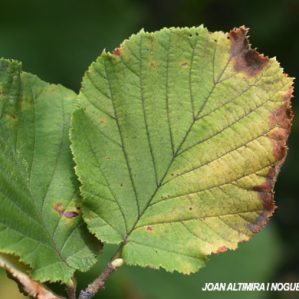 Gloesporium corylii. (Pat)