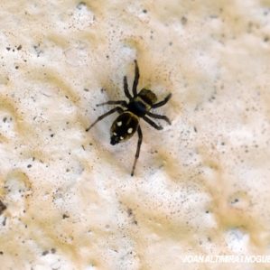 Heliophanus kochii