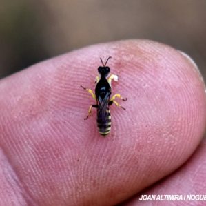Lestica clypeata