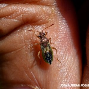 Liorhyssus hyalinus