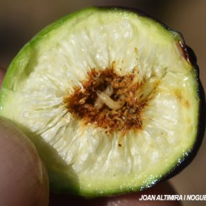 Lonchae aristella
