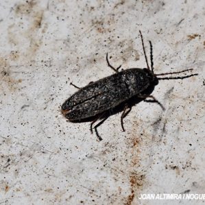 Melanotus villosus