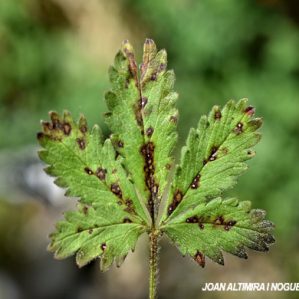 Mycosphaerella fragariae. (Pat)