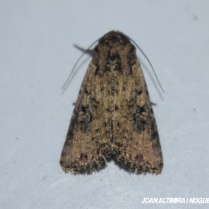 Mythimna languida