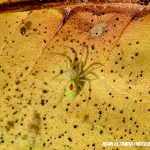 Nigma puella