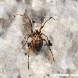 Parasteatoda tepidariorum