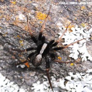 Pardosa lugubris