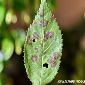 Peronospora sparsa. (Pat)
