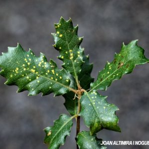 Phylloxera glabra