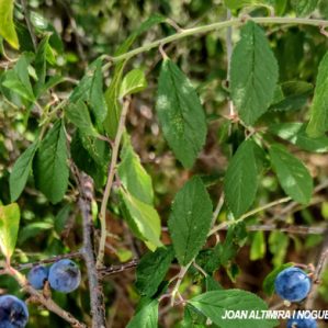 Prunus x fruticans