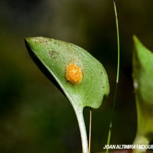 Puccinia uliginosa. (Pat)