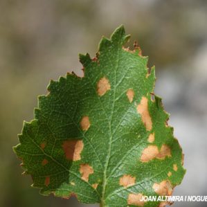 Septoria betulae. (Pat)