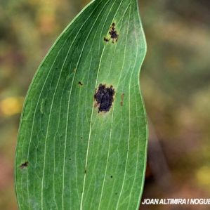 Septoria bupleuricola. (Pat)