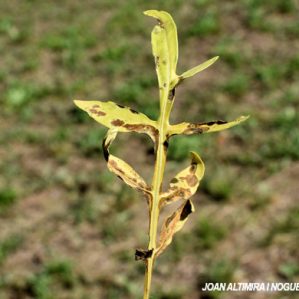 Septoria centaureae. (Pat)