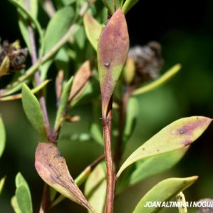 Septoria globulariae. (Pat)