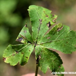 Septoria ranunculi. (Pat)