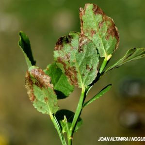 Septoria vaccinii-uliginosi. (Pat)