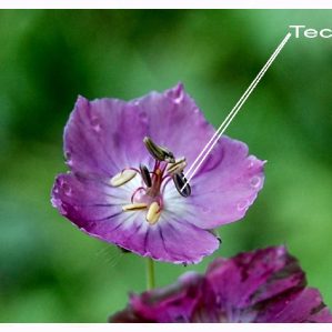 Teca