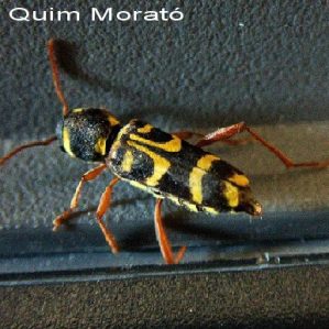 Xylotrechus arvicola