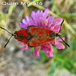Zygaena loti