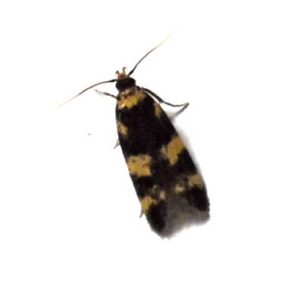 Oegoconia quadripuncta