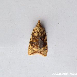 Aleimma loeflingiana