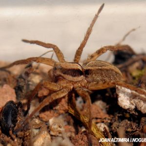 Alopecosa trabalis