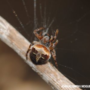 Araneus triguttatus