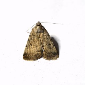 Autophila dilucida