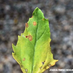 Cercospora chenopodii. (Pat)
