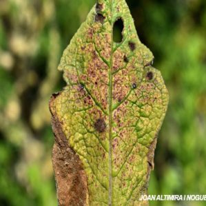 Cercospora verbascicola. (Pat)