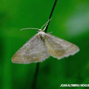 Idaea subsericeata