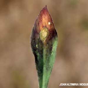 Mycosphaerella silenis. (Pat)