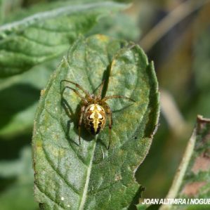Neoscona adianta