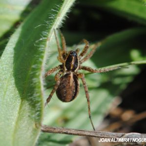 Pardosa agrestis