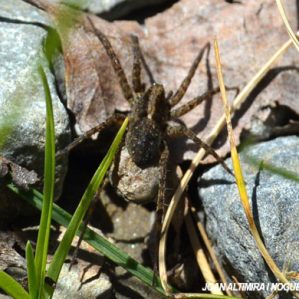 Pardosa amentata