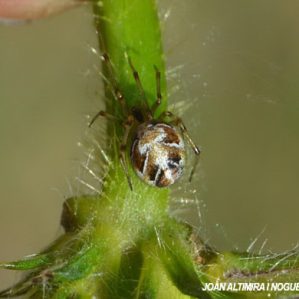 Phylloneta impressa