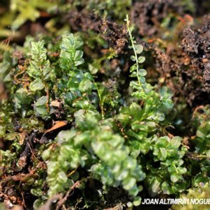 Plagiomnium cuspidatum