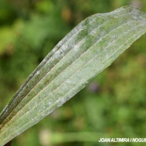 Podosphaera plantaginis. (Pat)