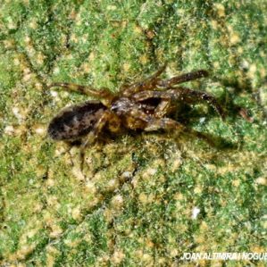 Segestria senoculata