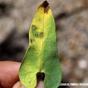 Septoria asclepiadea. (Pat)