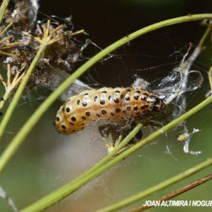 Sitochroa palealis
