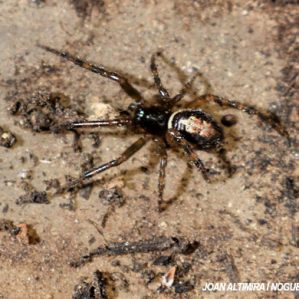 Steatoda nobilis
